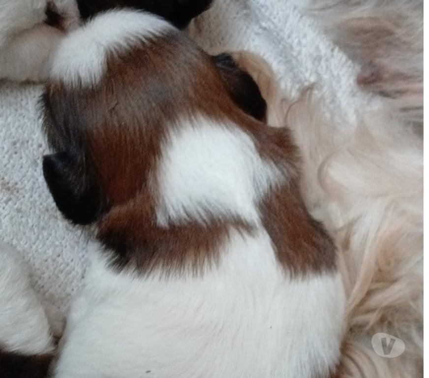 Animais Estimação à Venda Rio de Janeiro RJ Campo Grande, Rio de Janeiro - Fotos para Filhotes de Shih Tzu