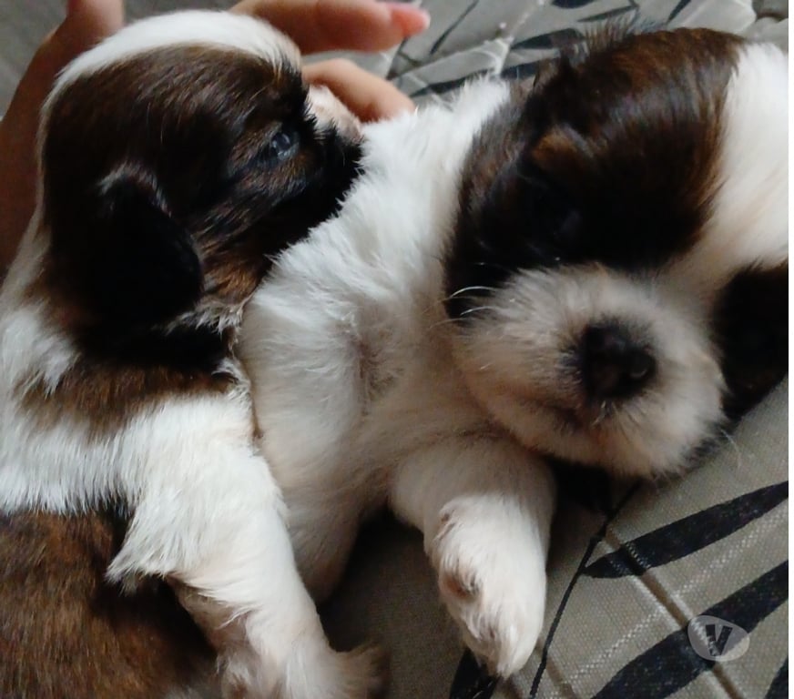 Animais Estimação à Venda Rio de Janeiro RJ Campo Grande, Rio de Janeiro - Fotos para Filhotes de Shih Tzu