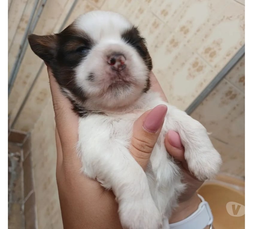 Animais Estimação à Venda Rio de Janeiro RJ Campo Grande, Rio de Janeiro - Fotos para Filhotes de Shih Tzu