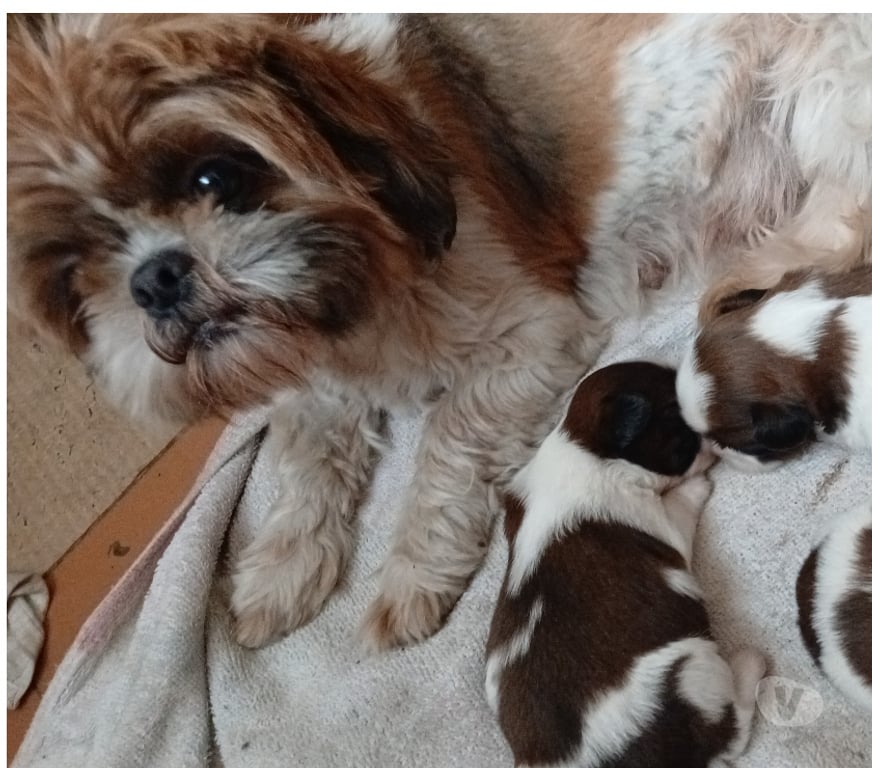 Animais Estimação à Venda Rio de Janeiro RJ Campo Grande, Rio de Janeiro - Fotos para Filhotes de Shih Tzu