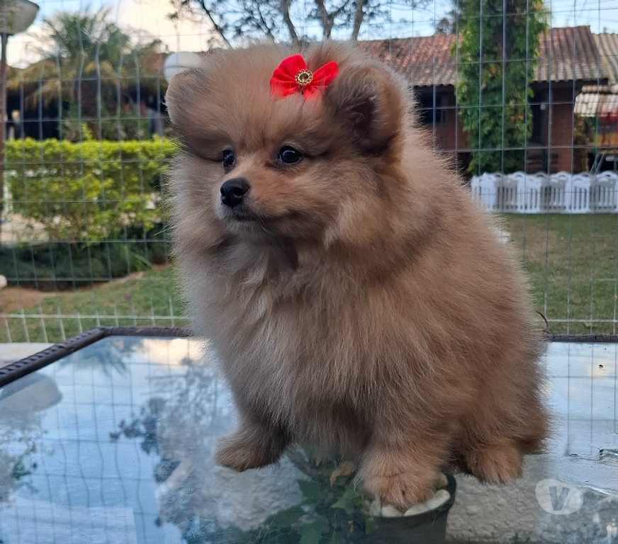 Animais Estimação à Venda Sao Paulo SP Raposo Tavares - Fotos para Filhotes de spitz alemão