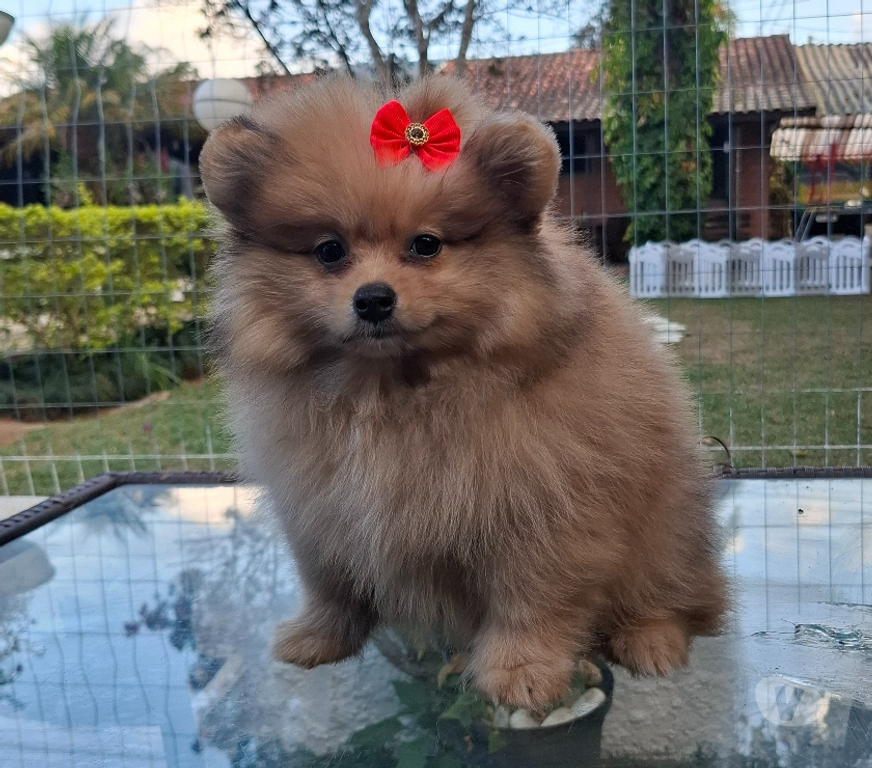 Animais Estimação à Venda Sao Paulo SP Raposo Tavares - Fotos para Filhotes de spitz alemão