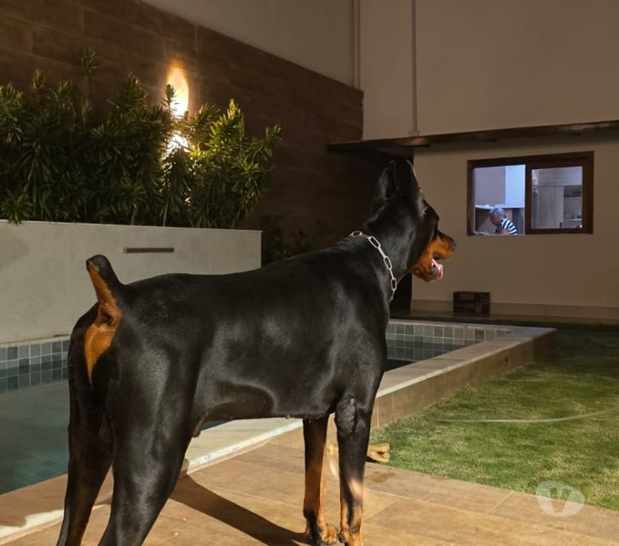 Animais Estimação à Venda Salvador BA Amaralina - Fotos para Venda filhote Doberman