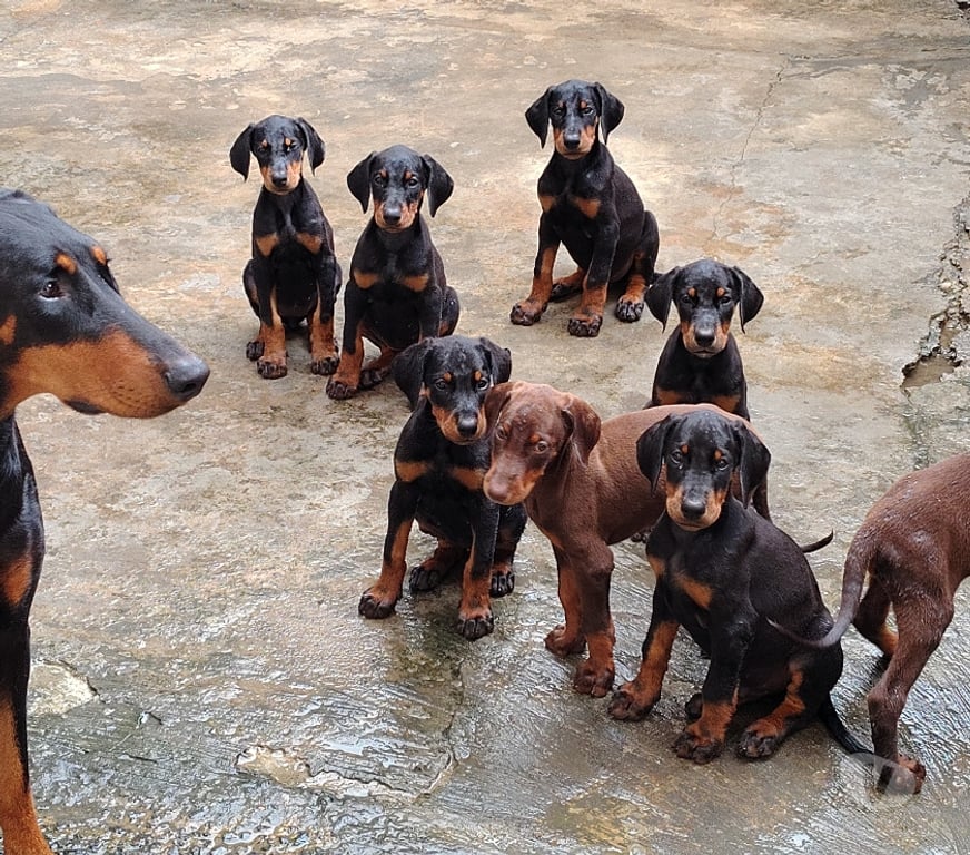 Animais Estimação à Venda Salvador BA Amaralina - Fotos para Venda filhote Doberman