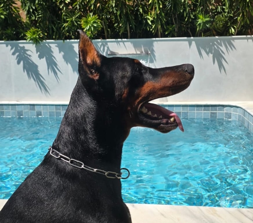 Animais Estimação à Venda Salvador BA Amaralina - Fotos para Venda filhote Doberman