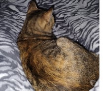 Doando 2 gatas urgente