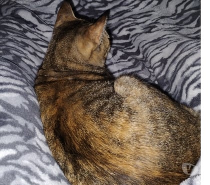 Adoção animais de estimação - Fotos para Doando 2 gatas urgente