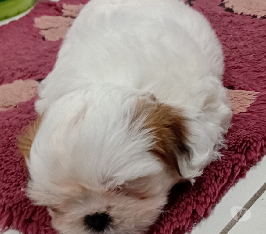 Animais Estimação à Venda Sao Paulo SP Penha, São Paulo - Fotos para Filhotes de shitzu