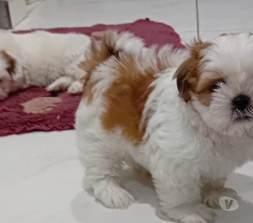 Animais Estimação à Venda Sao Paulo SP Penha, São Paulo - Fotos para Filhotes de shitzu
