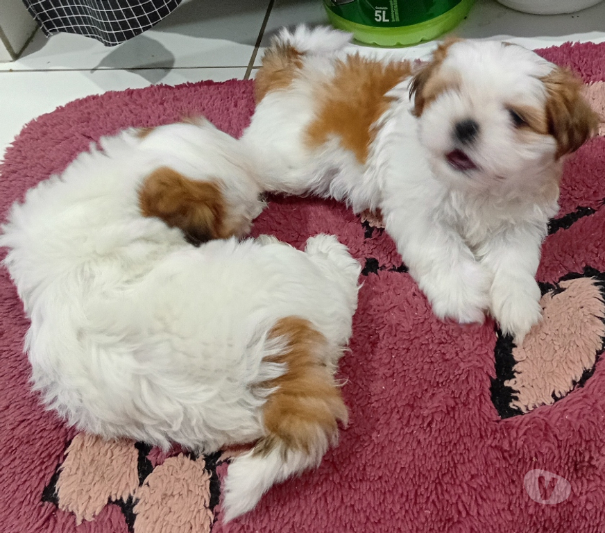 Animais Estimação à Venda Sao Paulo SP Penha, São Paulo - Fotos para Filhotes de shitzu