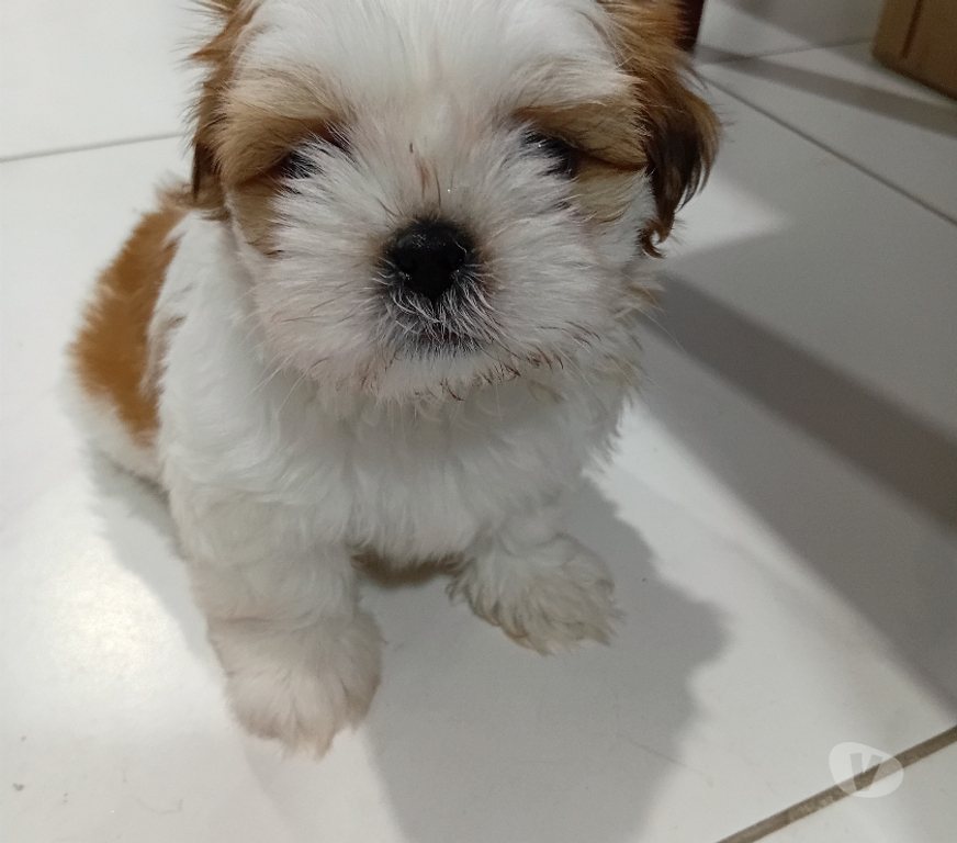 Animais Estimação à Venda Sao Paulo SP Penha, São Paulo - Fotos para Filhotes de shitzu