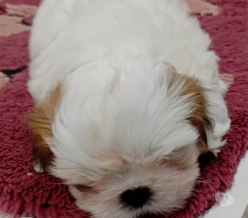 Animais Estimação à Venda Sao Paulo SP Penha, São Paulo - Fotos para Filhotes de shitzu