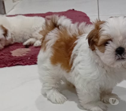Animais Estimação à Venda Penha, São Paulo Sao Paulo SP - Fotos para Filhotes de shitzu