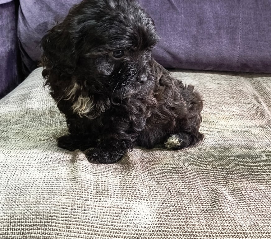 Animais Estimação à Venda Curitiba PR Boa Vista, Curitiba - Fotos para Lido filhote de poodle micro toy