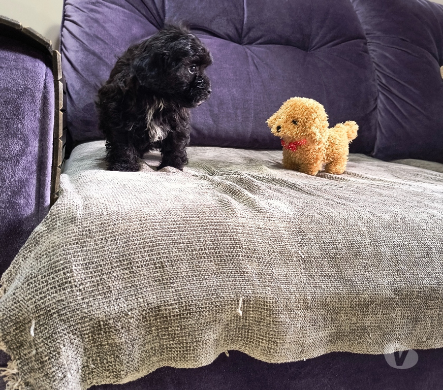 Animais Estimação à Venda Curitiba PR Boa Vista, Curitiba - Fotos para Lido filhote de poodle micro toy