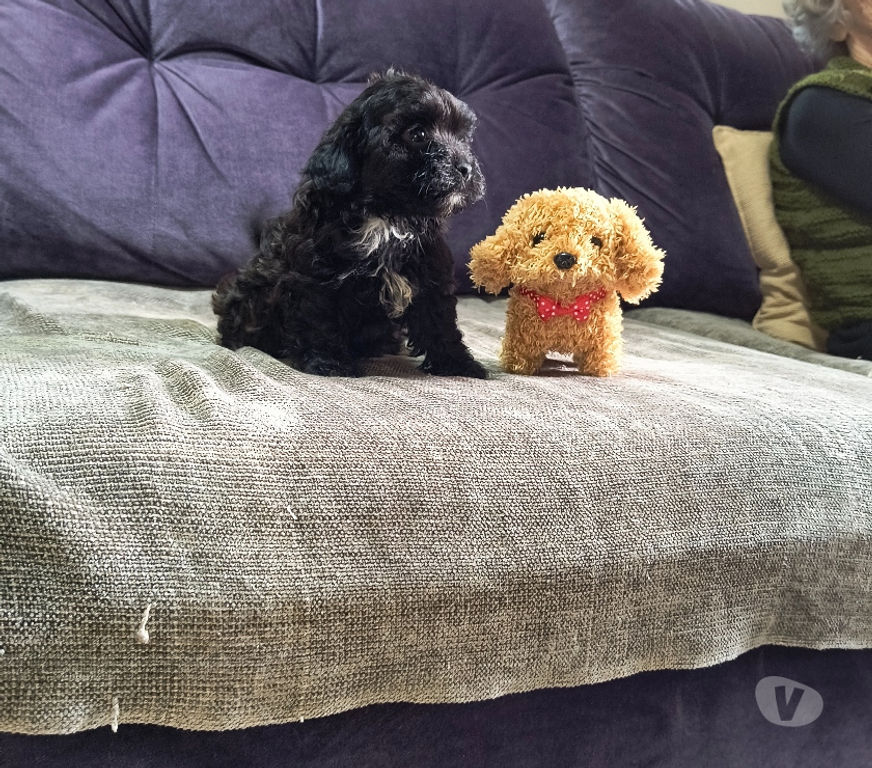 Animais Estimação à Venda Curitiba PR Boa Vista, Curitiba - Fotos para Lido filhote de poodle micro toy