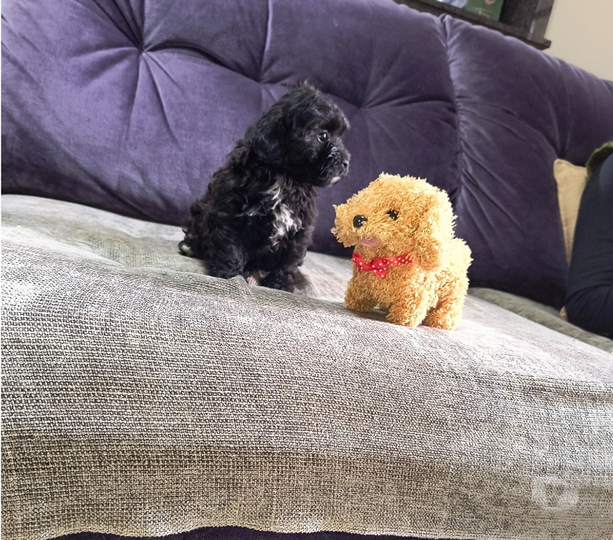 Animais Estimação à Venda Curitiba PR Boa Vista, Curitiba - Fotos para Lido filhote de poodle micro toy