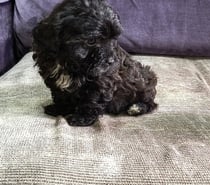 Lido filhote de poodle micro toy