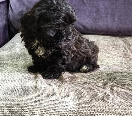 Animais estimação à venda Boa Vista, Curitiba Curitiba PR - Fotos para Lido filhote de poodle micro toy