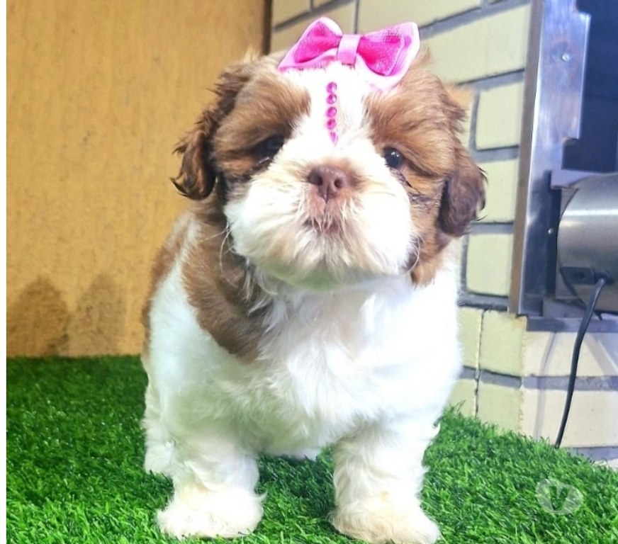 Animais Estimação à Venda Rio de Janeiro RJ Recreio - Fotos para Shitzu Filhotes Machos e Fêmeas Vacinados