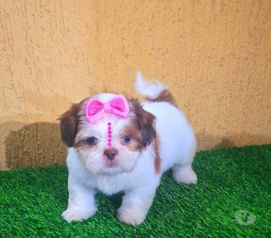 Animais Estimação à Venda Rio de Janeiro RJ Recreio - Fotos para Shitzu Filhotes Machos e Fêmeas Vacinados