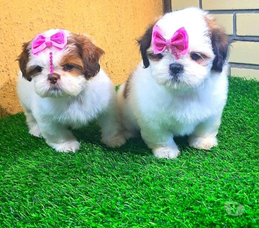 Animais Estimação à Venda Rio de Janeiro RJ Recreio - Fotos para Shitzu Filhotes Machos e Fêmeas Vacinados