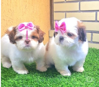 Animais Estimação à Venda Recreio Rio de Janeiro RJ - Fotos para Shitzu Filhotes Machos e Fêmeas Vacinados