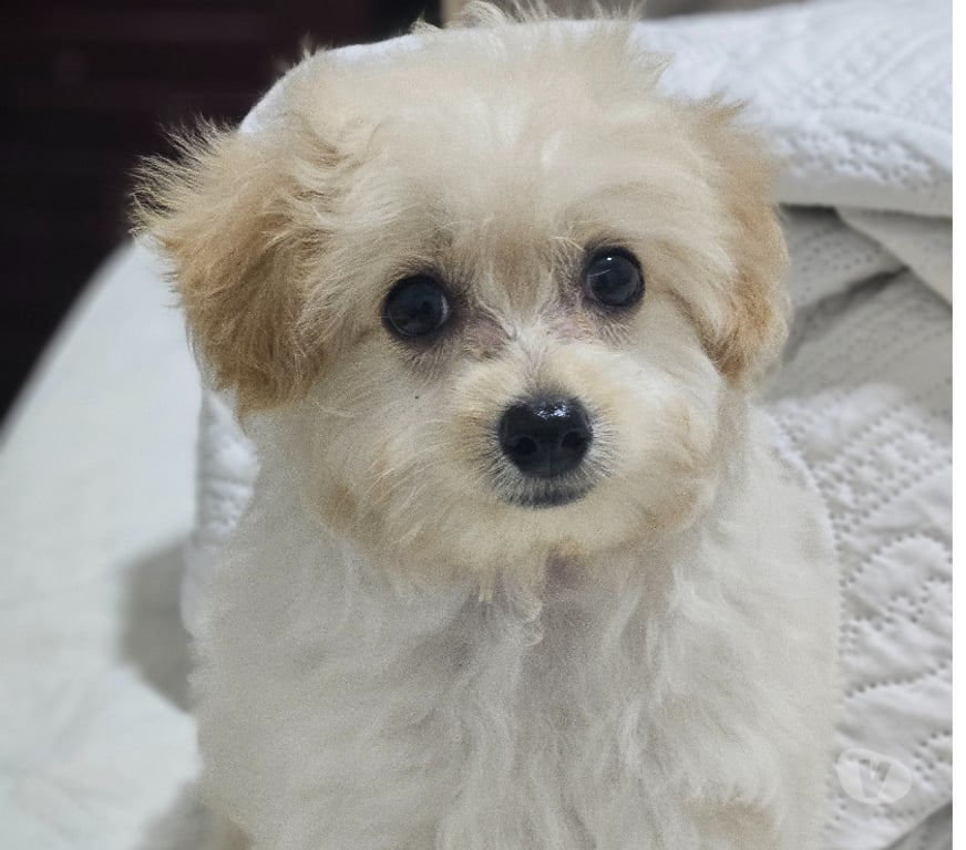 Animais Estimação à Venda Niteroi RJ - Fotos para Poodle Toy Macho 00