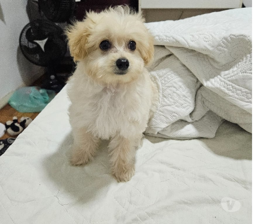 Animais Estimação à Venda Niteroi RJ - Fotos para Poodle Toy Macho 00