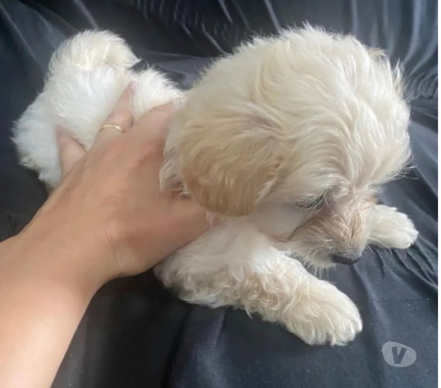 Animais Estimação à Venda Niteroi RJ - Fotos para Poodle Toy Macho 00