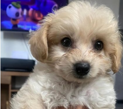 Animais Estimação à Venda - Fotos para Poodle Toy Macho 00