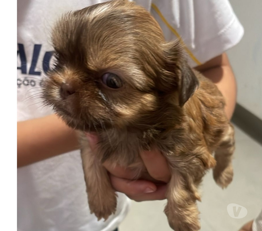 Animais Estimação à Venda Franca SP - Fotos para Filhotes de Shitzu