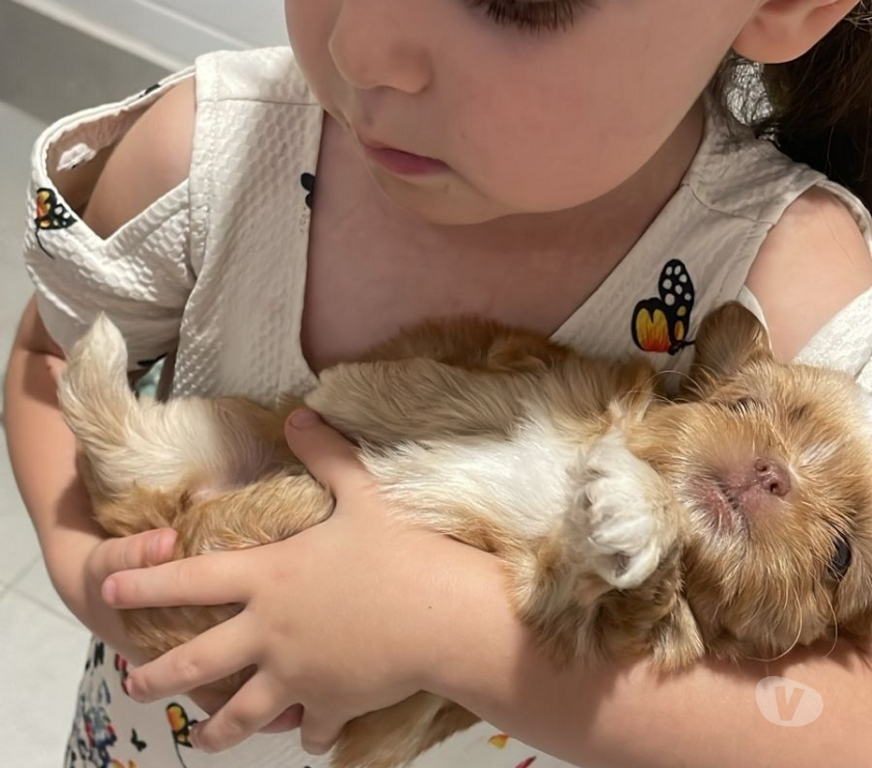 Animais Estimação à Venda Franca SP - Fotos para Filhotes de Shitzu