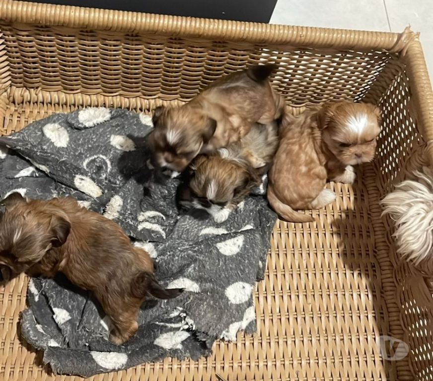 Animais Estimação à Venda Franca SP - Fotos para Filhotes de Shitzu