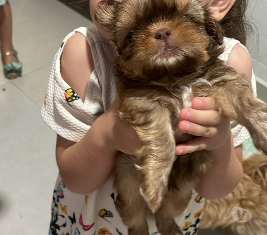 Animais Estimação à Venda Franca SP - Fotos para Filhotes de Shitzu