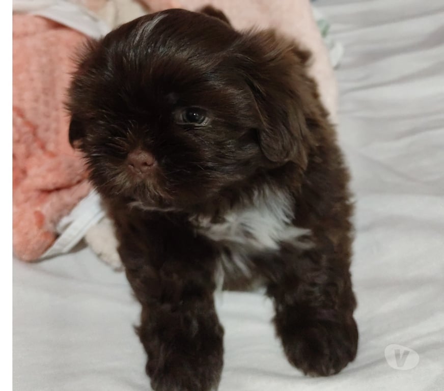 Animais Estimação à Venda Viamao RS - Fotos para Filhotes Shih tzu macho