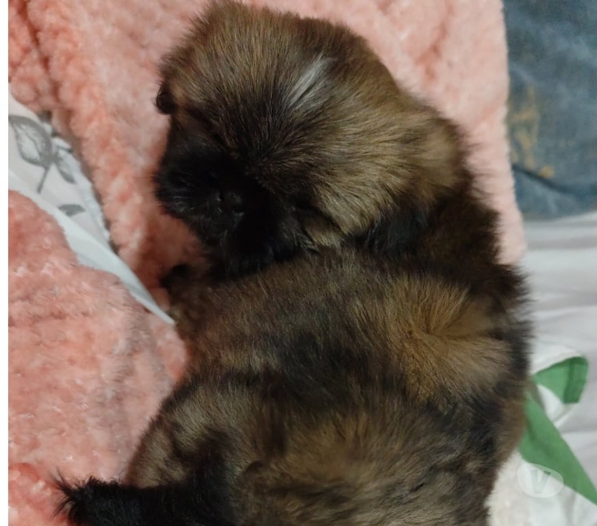 Animais Estimação à Venda Viamao RS - Fotos para Filhotes Shih tzu macho