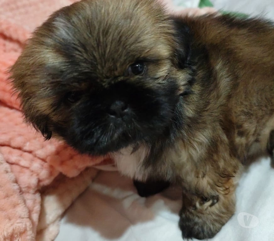 Animais Estimação à Venda Viamao RS - Fotos para Filhotes Shih tzu macho