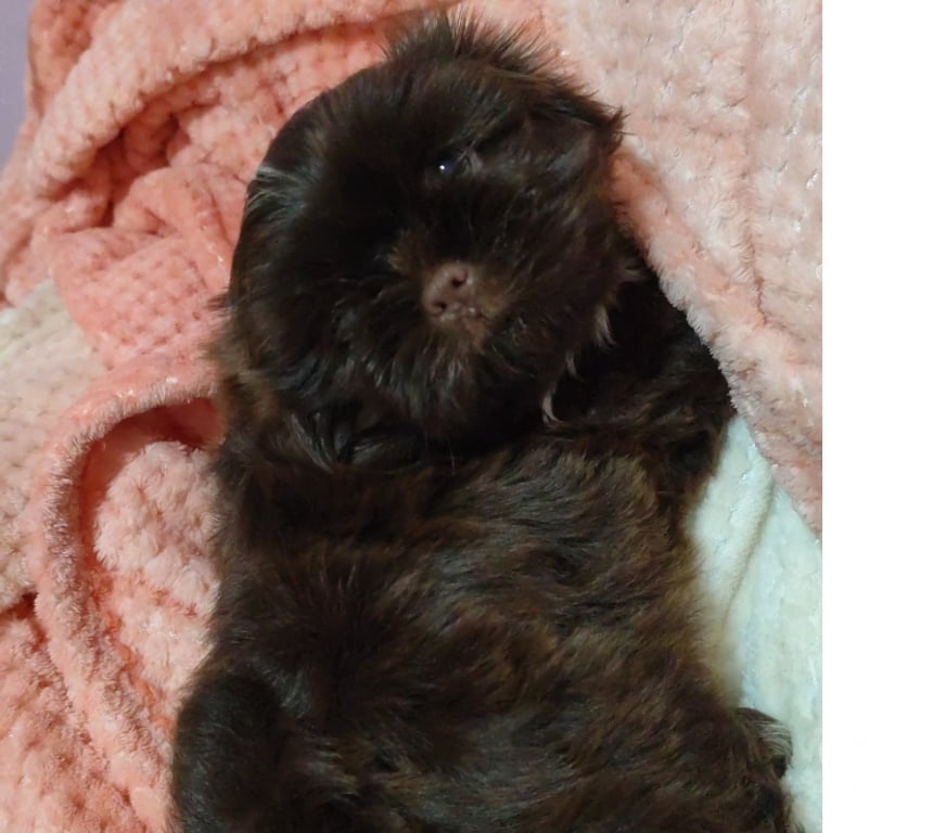 Animais Estimação à Venda Viamao RS - Fotos para Filhotes Shih tzu macho