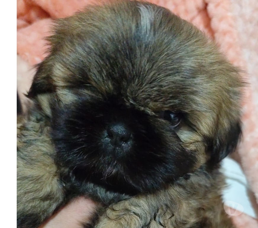 Animais Estimação à Venda Viamao RS - Fotos para Filhotes Shih tzu macho