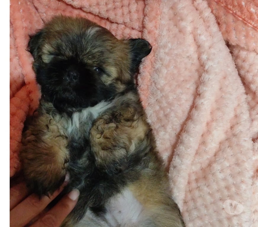 Animais Estimação à Venda Viamao RS - Fotos para Filhotes Shih tzu macho