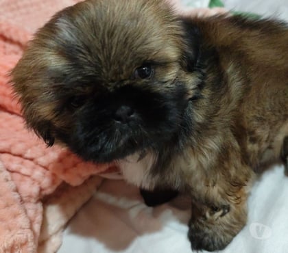 Animais Estimação à Venda - Fotos para Filhotes Shih tzu macho