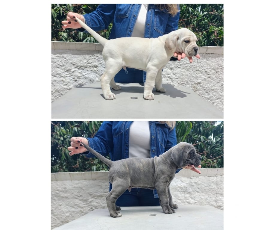 Animais Estimação à Venda Mairipora SP - Fotos para Filhotes de Cane Corso