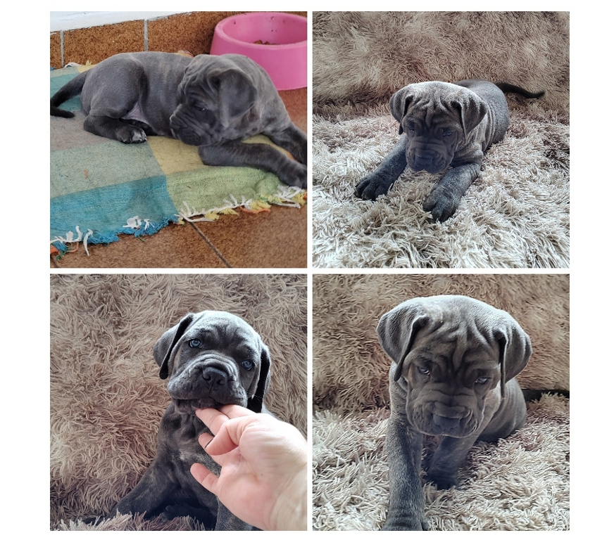 Animais Estimação à Venda Mairipora SP - Fotos para Filhotes de Cane Corso