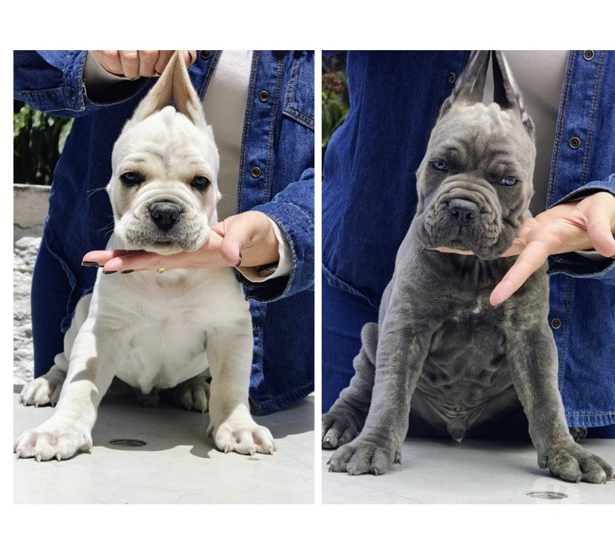 Animais Estimação à Venda Mairipora SP - Fotos para Filhotes de Cane Corso