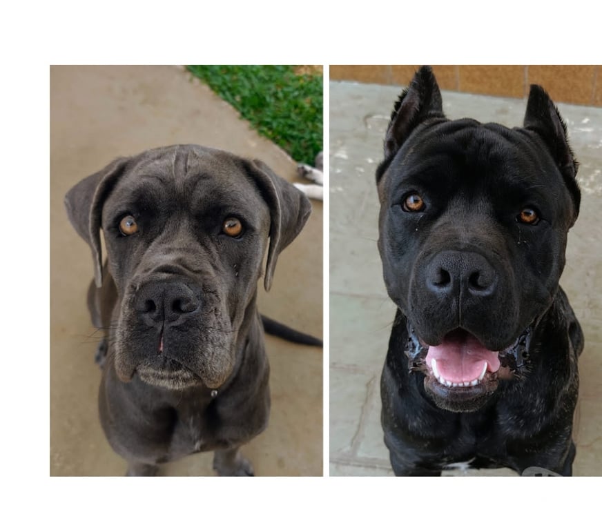 Animais Estimação à Venda Mairipora SP - Fotos para Filhotes de Cane Corso