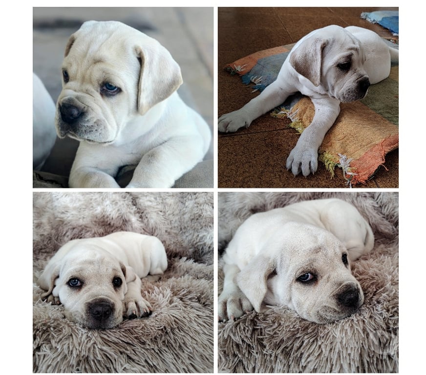 Animais Estimação à Venda Mairipora SP - Fotos para Filhotes de Cane Corso