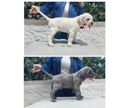 Animais Estimação à Venda - Fotos para Filhotes de Cane Corso