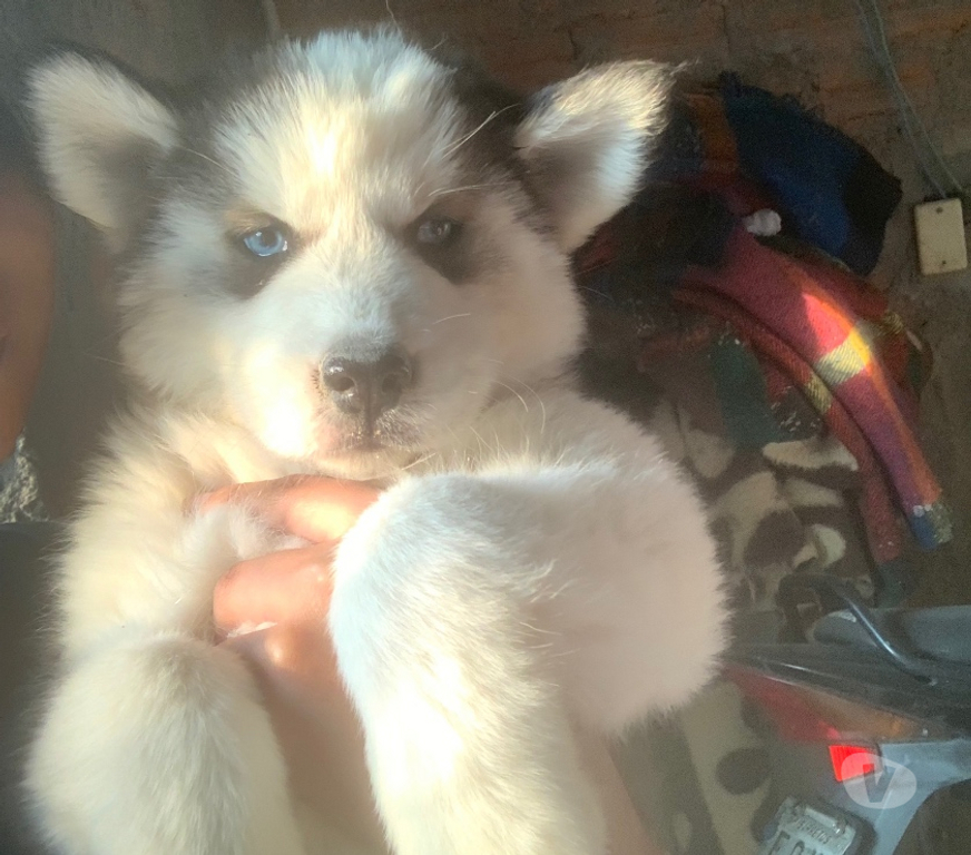 Animais Estimação à Venda Monte Alto SP - Fotos para Filhote de husky siberiano