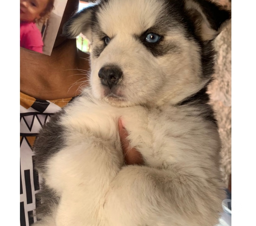 Animais Estimação à Venda Monte Alto SP - Fotos para Filhote de husky siberiano